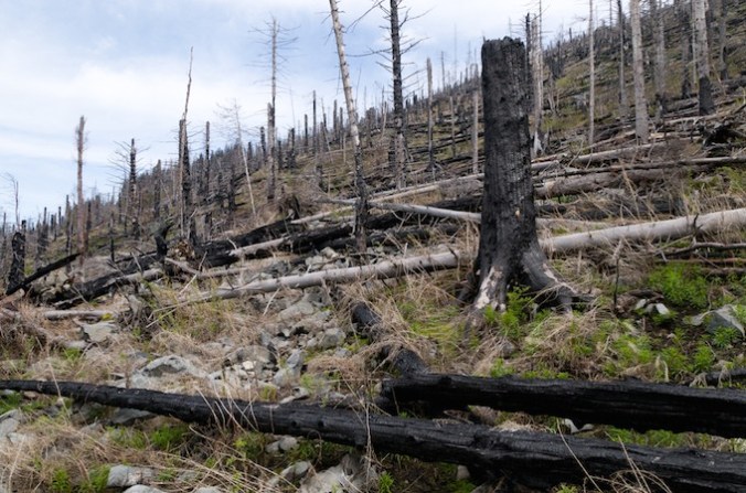 DOES SALVAGE LOGGING MAKE THINGS BETTER OR WORSE?