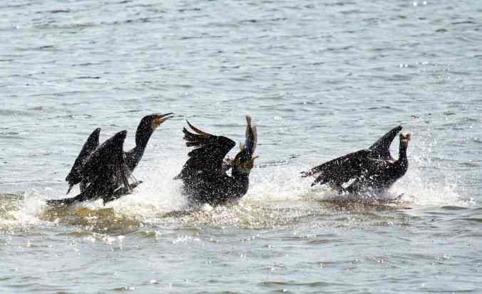 great cormorant by Brinda Suresh - La Paz Group