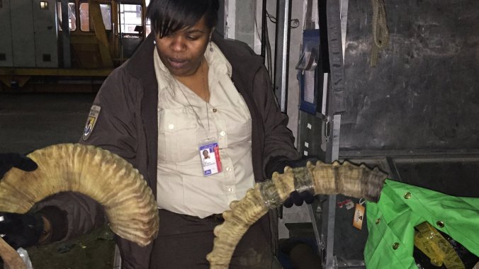 Naimah Aziz, an inspector with the U.S. Fish and Wildlife Service, searches for illegally trafficked wildlife items passing through the cargo area at New York's JFK airport. Here she holds the horns of an argali, an endangered mountain sheep from Central Asia. Jackie Northam/NPR