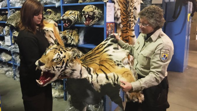 Coleen Schaefer (left) and Doni Sprague display a tiger pelt that was confiscated and is being stored at the National Eagle and Wildlife Repository on the outskirts of Denver. Some 1.5 million items are being held at the facility. The Trans-Pacific Partnership, which is still under negotiation, would punish wildlife trafficking.