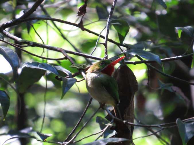 Jamaican Tody by Seth Inman - La Paz Group