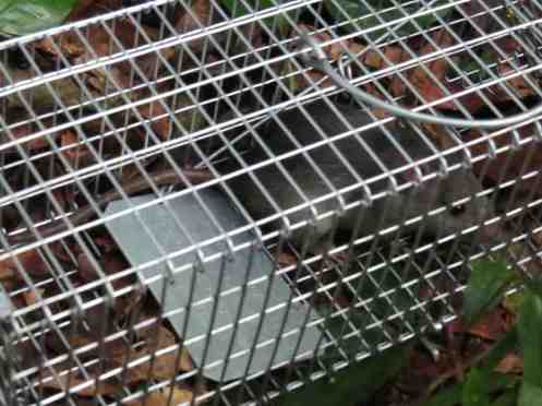 The only rat we've caught so far. Photo by Seth