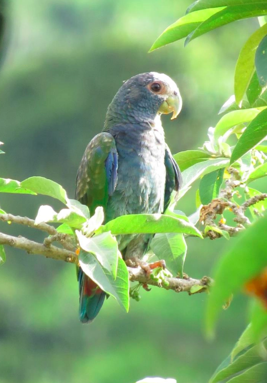 Screen Shot 2019-02-18 at 9.55.23 AM