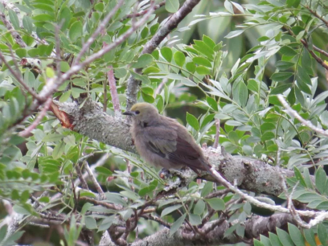 Palm Tanager by Seth Inman - Organikos