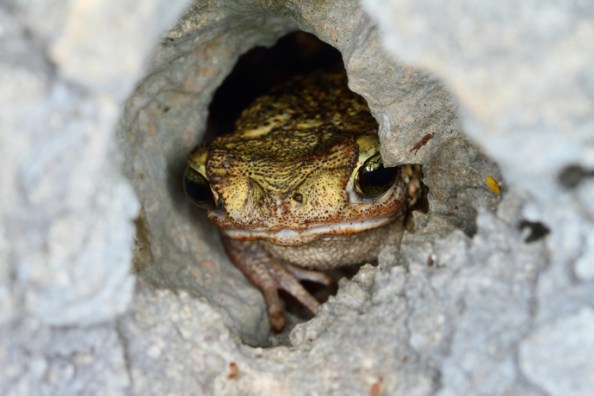 A male toad of an undescribed species hides in the limestone of the southwestern Dominican Republic. CREDIT PHOTOGRAPH COURTESY MIGUEL A. LANDESTOY