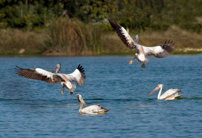 Spot-billed pelicans by Brinda Suresh - La Paz Group