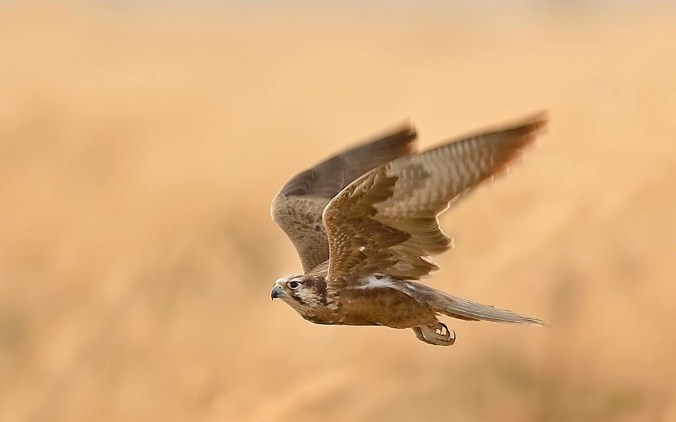 Laggar Falcon by Dr. Eash Hoskote - La Paz Group