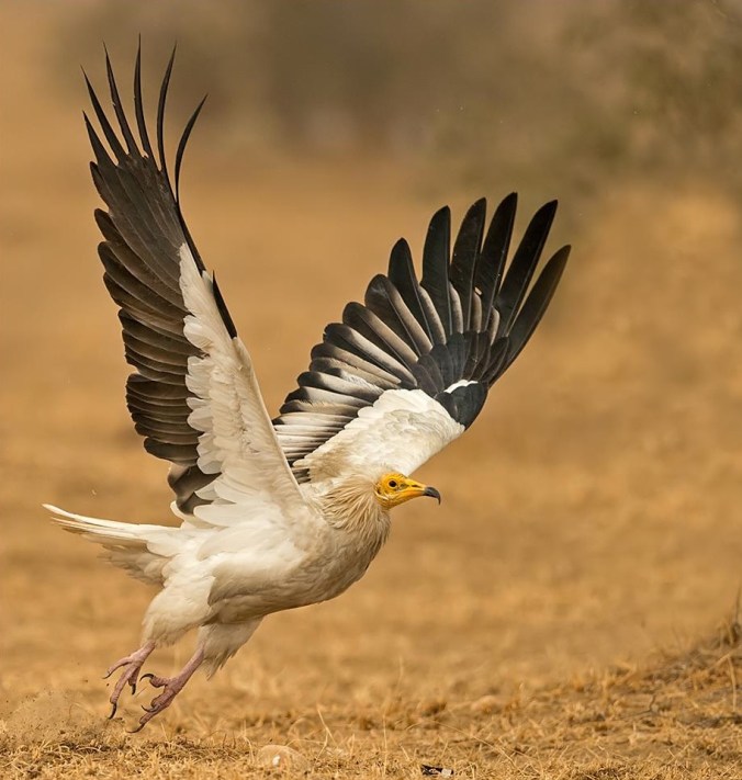 Egyptian Vulture by Dr. Eash Hoskote - La Paz Group