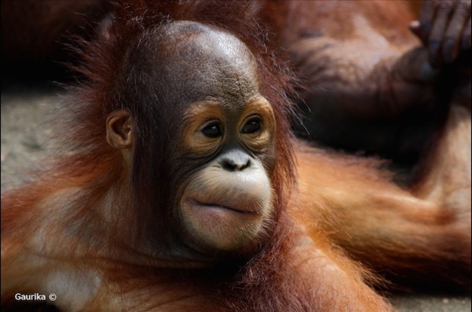 9642829930_d19343c79b_h-680x450