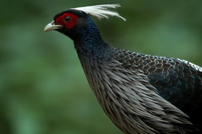 khaleej pheasant by Sudhir Shivaram - La Paz Group