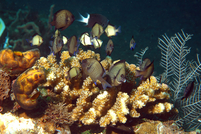 Coral garden in Indonesia. Credit: Global Environment Facility via Flickr (Creative Commons License)