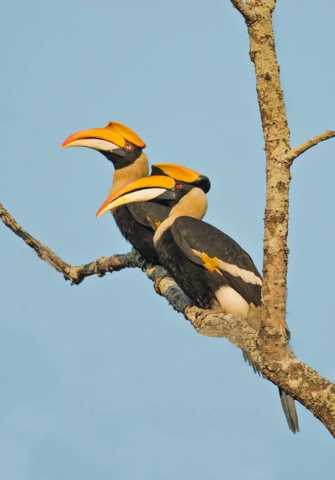 Great Indian hornbill by Dr. Eash Hoskote - La Paz Group