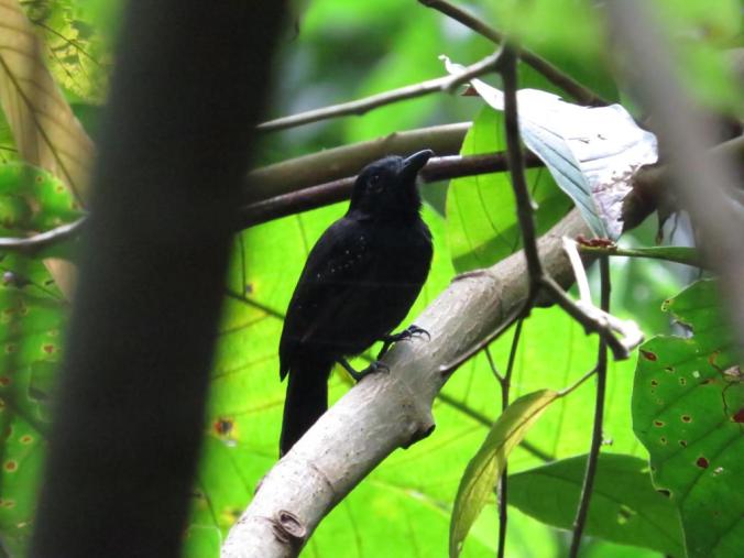 Black-hooded Antshrike by Seth Inman - La Paz Group