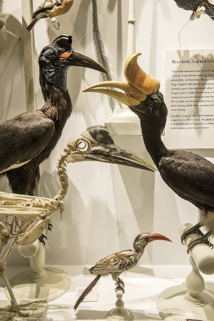 Photograph by Jim Harrison Hornbills, including the Malaysian state bird, Buceros rhinoceros (right)