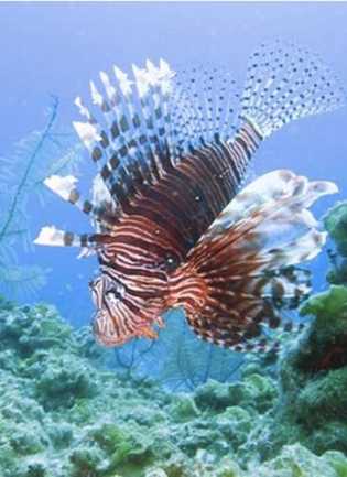 photo credit: Reef.org