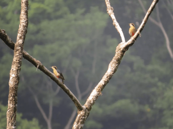 Golden-naped Woodpecker by Seth Inman - Organikos