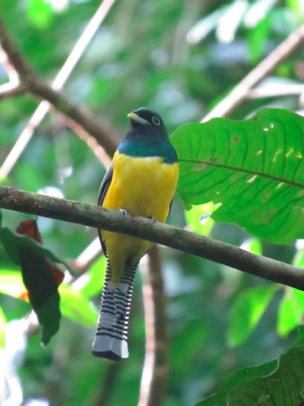 Black-throated Trogon by Seth Inman - Organikos