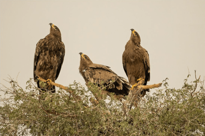 Steppe Eagles by Dr. Eash Hoskote - La Paz Group