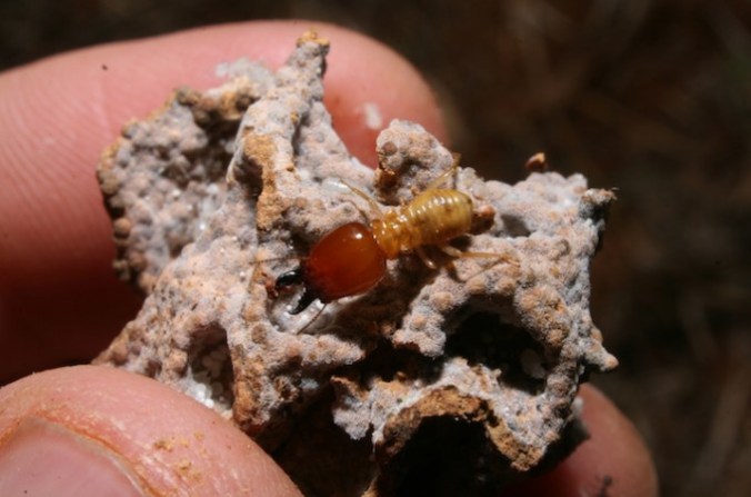 Termite on a fragment of its nest. Credit: Photo by Robert Pringle, Princeton University Department of Ecology and Evolutionary Biology.