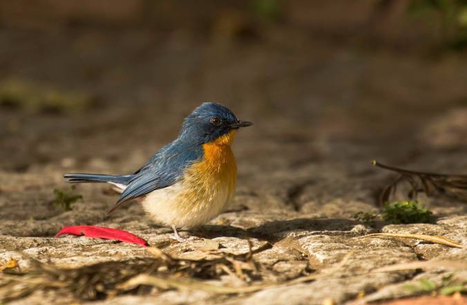Tickell's Blue Flycatcher by Brinda Suresh - RAXA Collective