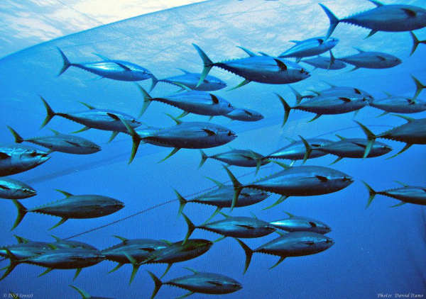 Seafood companies are responding to the public’s increased interest in whether fishing practices deplete tuna populations. Photo credit: David Hano/International Sustainable Seafood Foundation