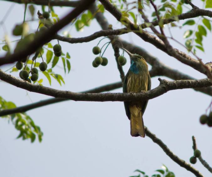 Blue-bearded Bee-eater by Brinda Suresh - La Paz Group