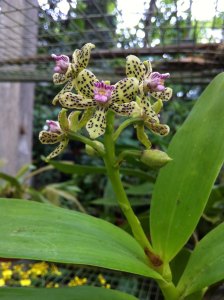 10959931_10202710188275631_5490058607239720151_o