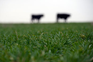 Brandon Thibodeaux for The New York Times. Cattle graze on farmland owned by Terry McAlister, near Electra, Tex. Mr. McAlister converted to no-till farming for its apparent economic benefits.