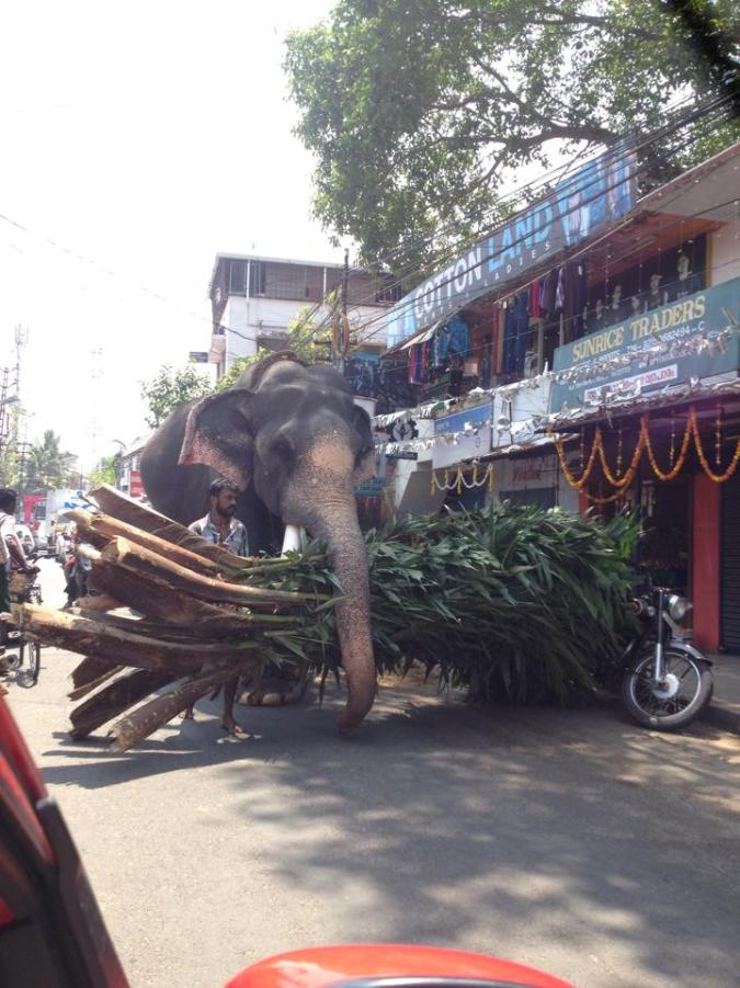 Thevara; Photo credit: Diwia Thomas