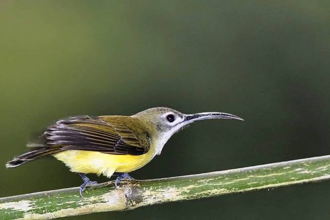 Spider Hunter by Vijaykumar Thondaman - La Paz Group