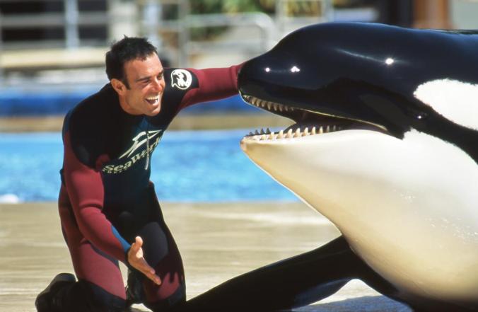 Author John Hargrove interacts with Kasatka during a show at SeaWorld. He calls her “the most dangerous whale in the corporation.” PHOTOGRAPH BY MELISSA HARGROVE