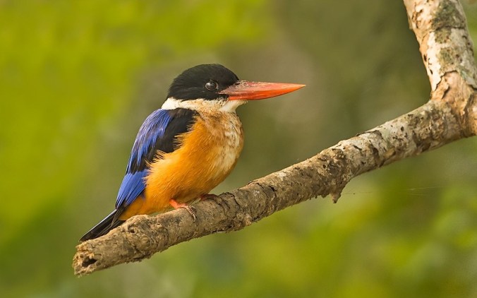 black-capped kingfisher by Dr. Eash Hoskote - La Paz Group