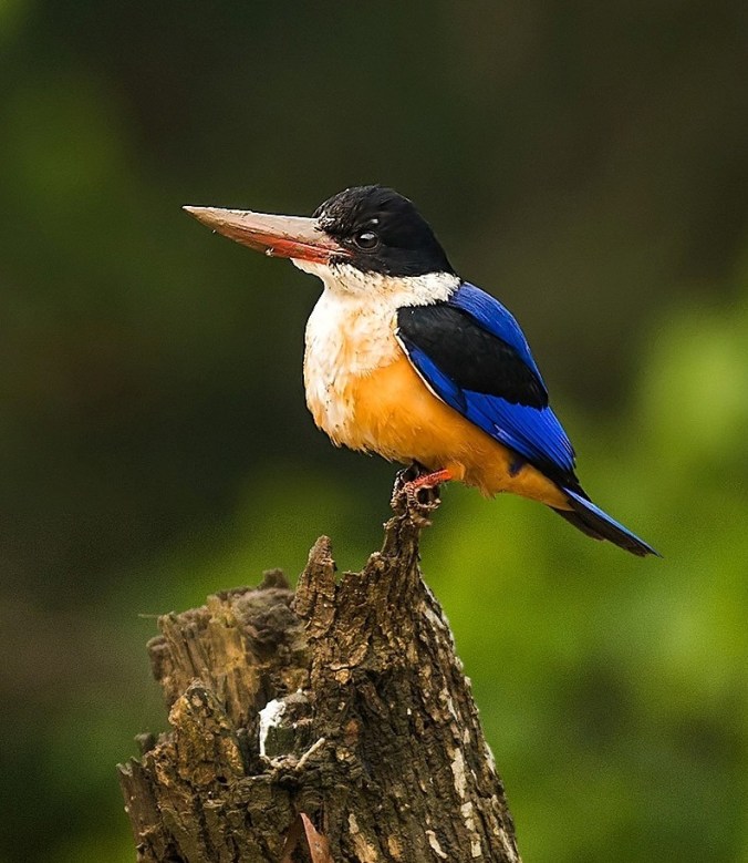 Black-capped Kingfisher by Pallavi Kaiwar - La Paz Group