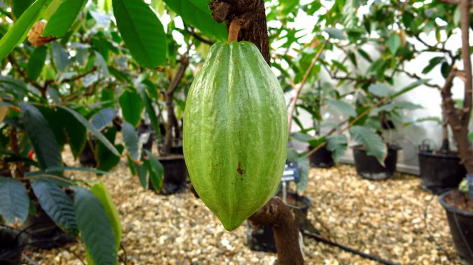 cocoa-quarantine-022_wide-39016c6d94530c4ab8f0cde5365f072e7d22cf61-s1500-c85