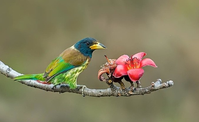 Great Barbet by Dr. Eash Hoskote - La Paz Group