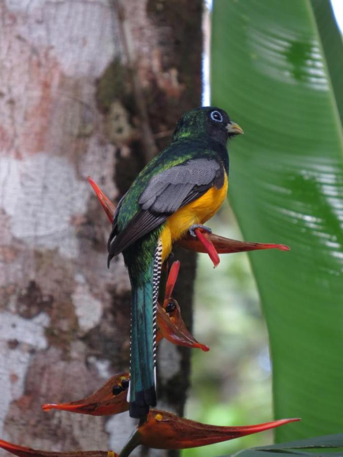 Black-throated Trogon by Seth Inman - La Paz Group