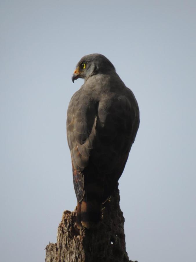 Roadside Hawk by Seth Inman - La Paz Group