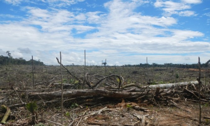 The Tamshiyacu plantation in northern Peru where it is alleged a United Cacao subsidiary illegally cleared primary rainforest. Photograph: Environmental Investigation Agency