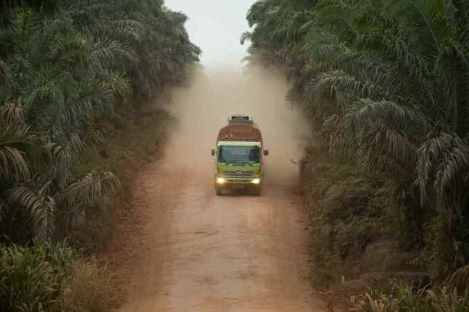 A Cargill-run palm plantation in Borneo in 2009. Image: ​David Gilbert/RAN