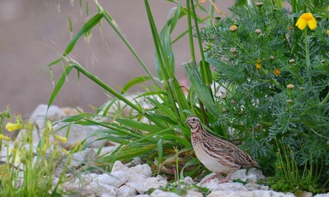 Activists say hunters use the currently legitimate spring season for hunting quails (above) to illegally hunt other birds. Photograph: Natalino Fenech