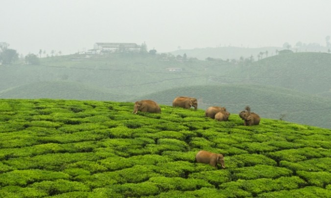 Elephants have to negotiate a vast expanse of tea estates to reach distant rainforest fragments in the Western Ghats of India. Photograph: Ganesh Raghunathan/Whitley award