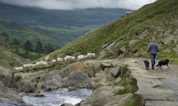 The National Trust is looking for a second shepherd to look after 1,600 mountain sheep in the hills and valleys around Hafod-y-Llan farm. Photograph: Joe Cornish