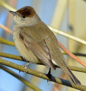 The Blackcap (Sylvia atricapilla) is a commonly hunted species in the Mediterranean. This female safely returned to her northern breeding grounds in England. Photo by jefflack Wildlife & Nature via Birdshare.