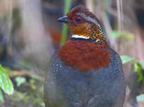 CHESTNUT-BREASTED__2365682r