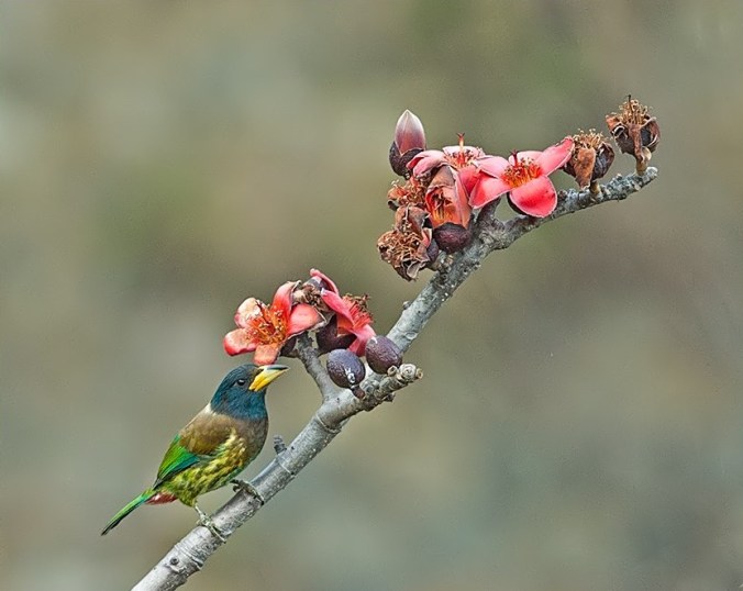 Great Barbet by Dr. Eash Hoskote - La Paz Group