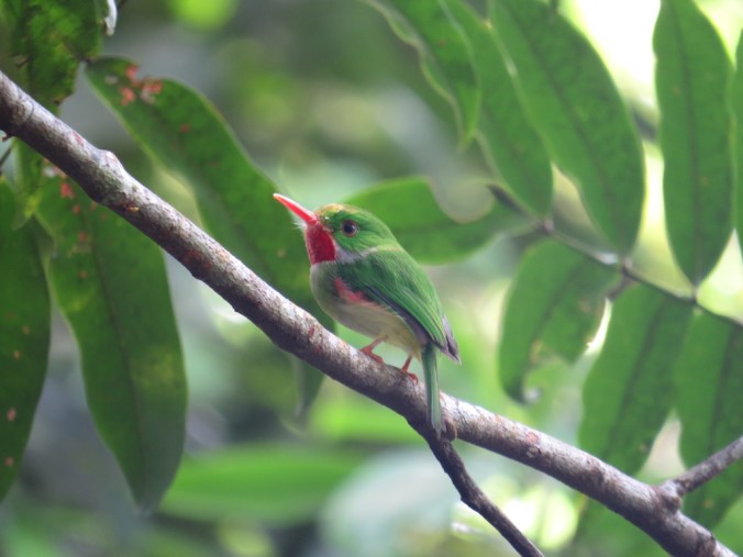 Jamaican Tody by Seth Inman - La Paz Group