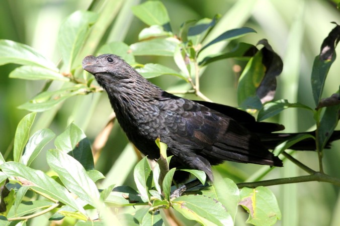 Smooth-billed Ani by Justin Proctor - La Paz Group