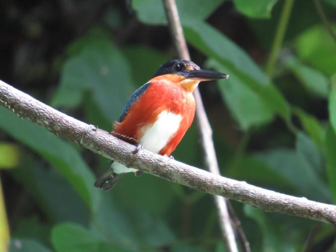 American Pygmy Kingfisher by Seth Inman - La Paz Group