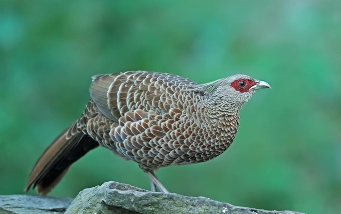 Kaleej pheasant by Dr. Eash Hoskote - La Paz Group