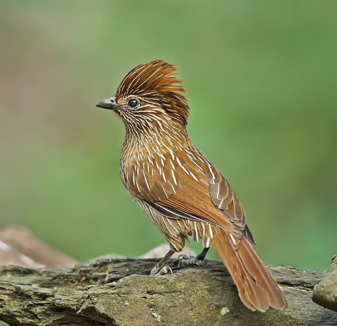 Striated Laughing Thrush by Dr. Eash Hoskhote - La Paz Group